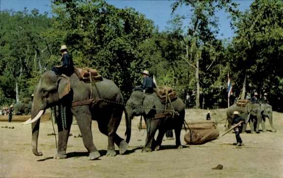 Postcard Chiang Mai Thailand, working elephants in the forest, blue sky, green trees, men on elephants