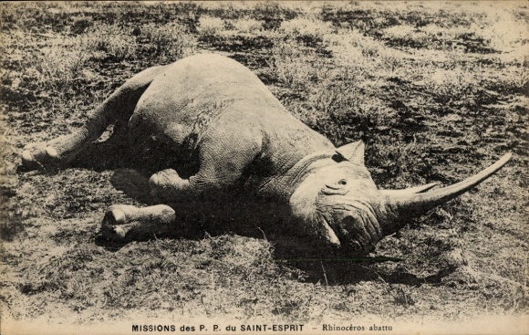 Postcard Missions des PP du Saint Esprit, Rhinoceros abattu, slain rhinoceros