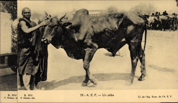 Postcard Gabon French Equatorial Africa, Un zébu, Zebu, humped cattle, Africans, cattle market
