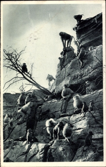 Hamburg Eimsbüttel Stellingen, Hamadryas baboons on rocks, Hagenbeck Zoo