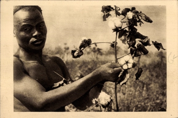 Postcard Senegal, La Cueilette du Cotton, African picks cotton