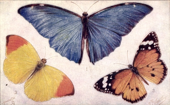 Puzzle Artist Postcard Wealthy, RT, Butterflies and Moths, Morpho Adonis, Eronia leda