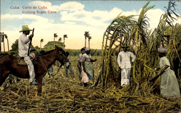 Postcard Kuba, Corte de Cana, Cutting Sugar Cane