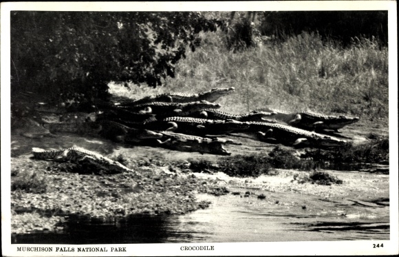 Postcard Uganda, Murchison Falls National Park, Crocodiles