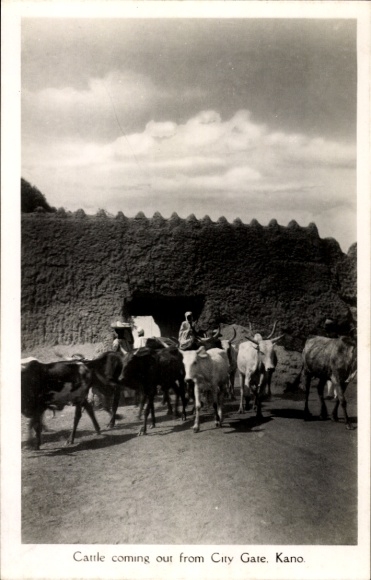 Postcard Kano Nigeria, herd of cattle at the city gate