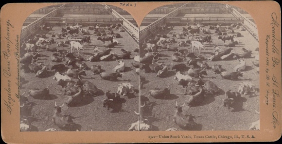 Stereoscopic photo of Chicago, Illinois, USA, Union Stock Yard, Texas cattle, slaughterhouse, Keystone View Co.