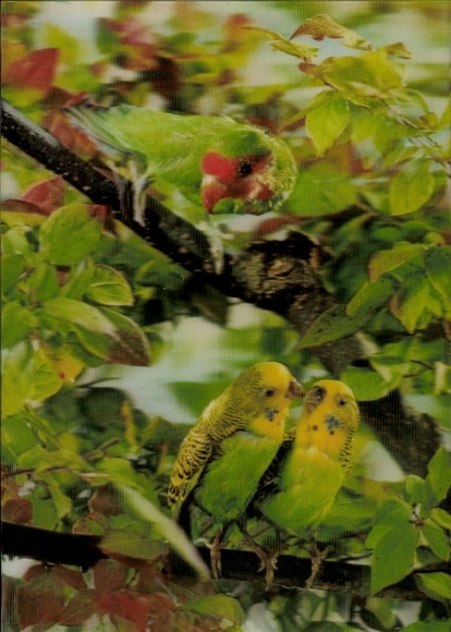 3D Postcard Parrots