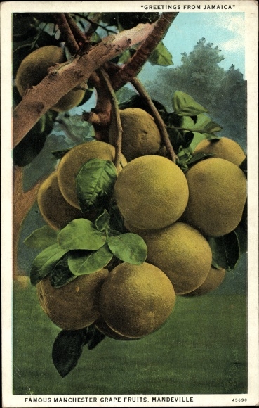 Postcard Jamaica, Famous Manchester Grapefruits, Mandeville