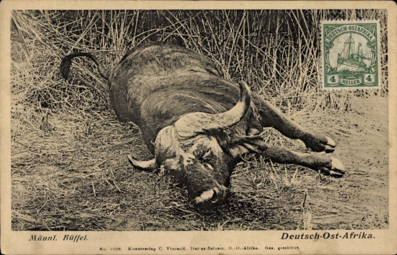 Postcard Deutsch East Africa Tanzania, buffalo, hunting prey, hunting