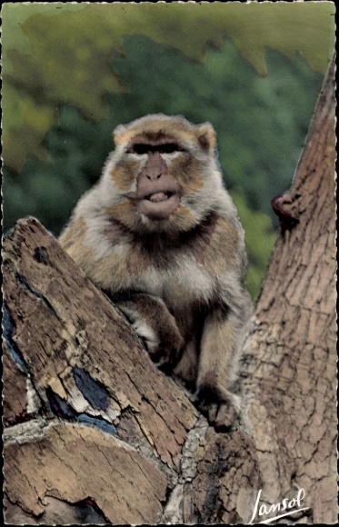 Postcard Blida, Algeria, the Monkey Valley