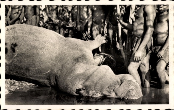 Postcard Niger, Killed Rhinoceros, Hunter