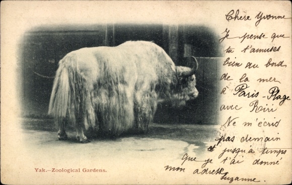 PC Zoological Gardens, Yak