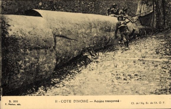 Postcard Ivory Coast, Acajou tronconne
