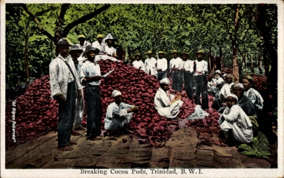 Postcard Trinidad British West Indies, Breaking Cocoa Pods