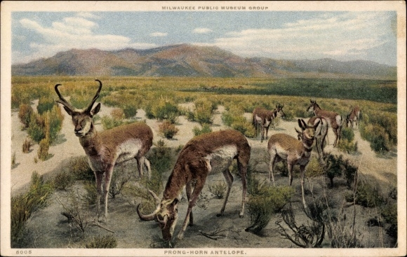 Postcard Milwaukee Wisconsin USA, pronghorn antelope