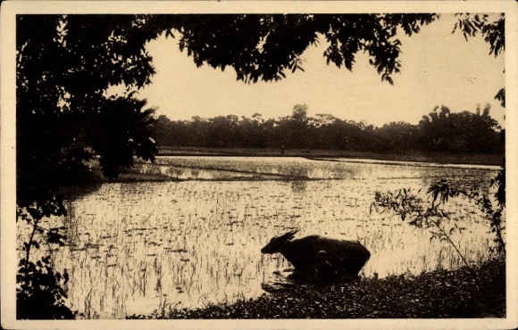 Postcard Vietnam, water buffalo at the edge of a rice field