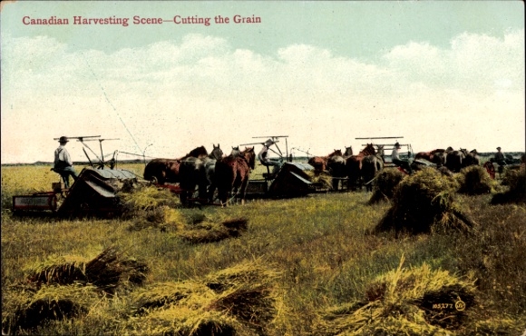 Postcard Canadian Harvesting Scene, Cutting the Grain