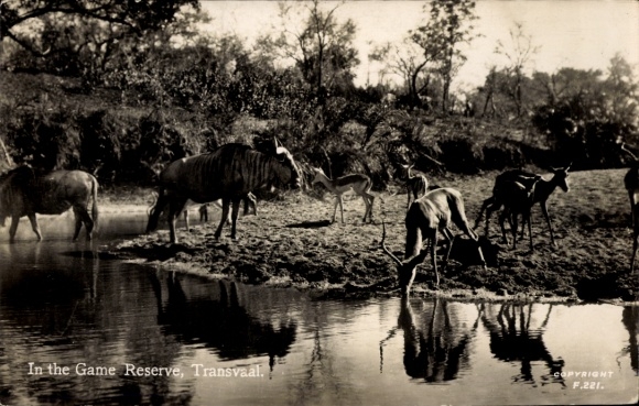 Postcard Transvaal South Africa, In the Game Reserve, herd on the shore