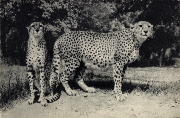 Paris Zoo, Cheetahs