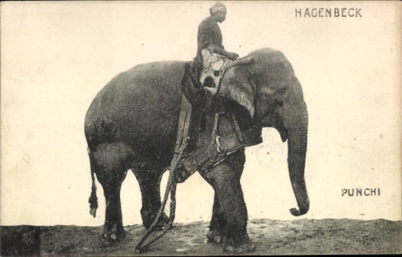 Postcard Hagenbeck's Zoo, Elephant, Punchi
