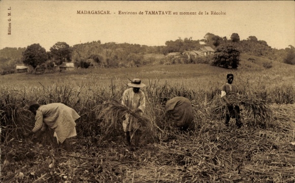 Postcard Toamasina Tamatave Madagascar, harvest time, workers in the field