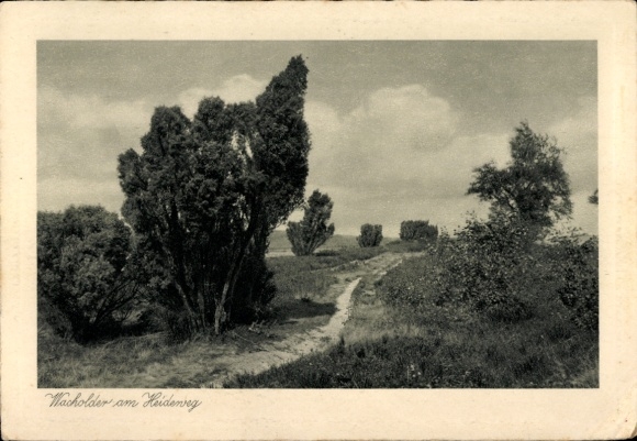 Postcard Germany unknown, juniper on the Heidenweg