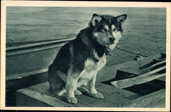 Alaskan wild dog, polar dog, sled dog