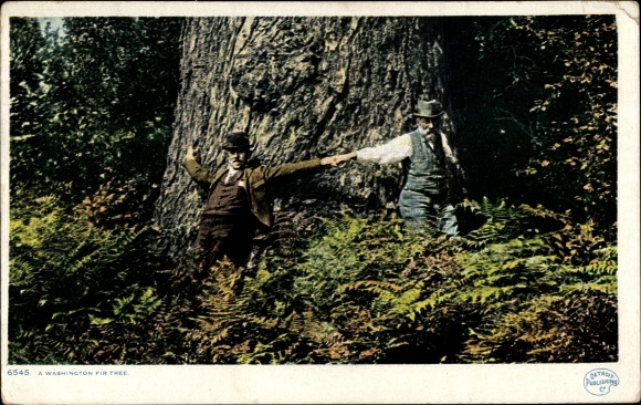 Postcard Seattle Washington USA, a Washington fire tree