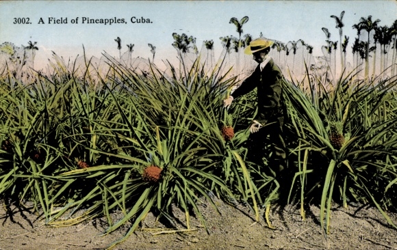 PC Cuba, A Field of Pineapples