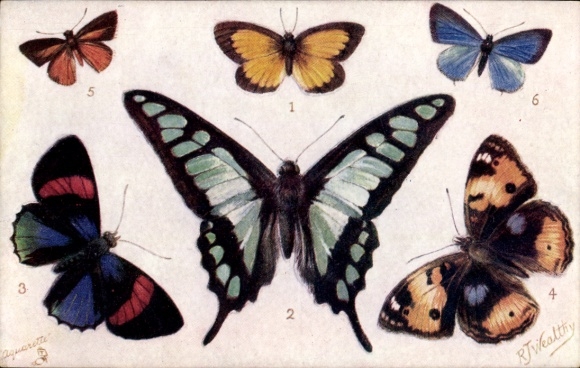 Puzzle Artist Postcard Wealthy, RJ, Butterflies, Eurygona mys, Jamides democritus