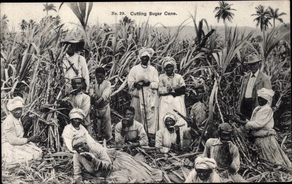 Postcard Jamaika, Cutting Sugar Cane, Zuckerrohrernte