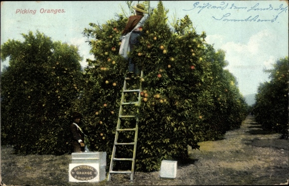 Postcard USA, Picking Oranges, National Orange Company