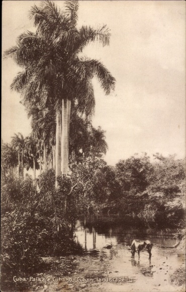 Postcard Cuba Cuba, palm trees by the river