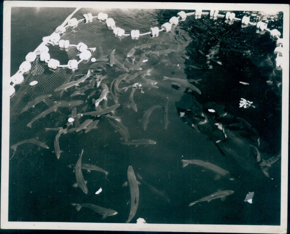 Photo of salmon fishing, salmon in a net