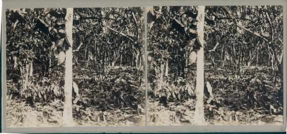 Stereo photo Trinidad &amp; Tobago, cocoa plantation, jungle, around 1915