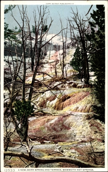 Postcard Mammoth Wyoming USA, Mammoth Hot Springs, New Born Spring, terrace
