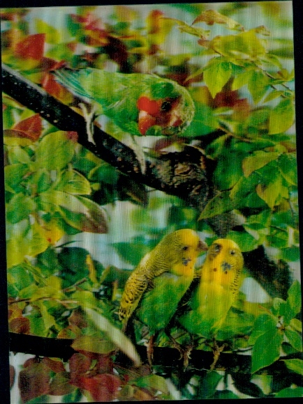 3D Postcard Parrots, Budgies and Parrots