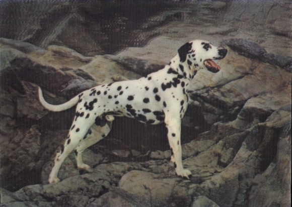 3D Postcard Dalmatian, Dalmatian, Dog portrait