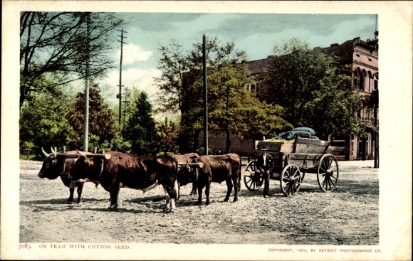 PC Georgia USA, team of oxen with cottonseed