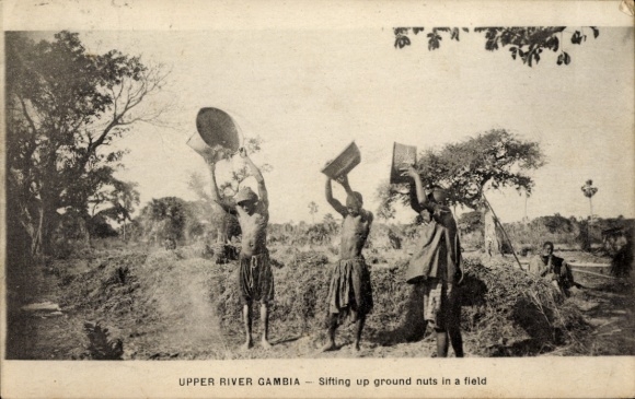 Postcard Gambia, Sifting up ground nuts in a field