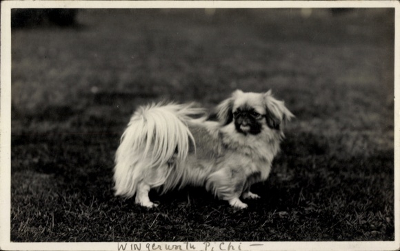 AK Dog, Pekingese, Animal portrait