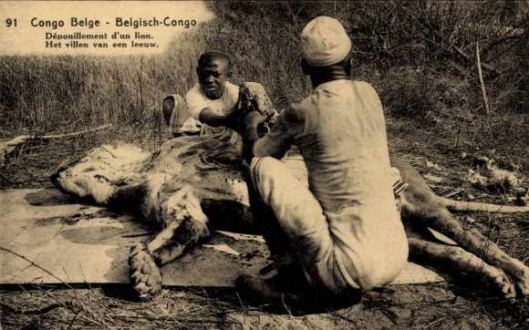 Postal stationery, Belgian Congo, Dépouillement d'un Lion, Evisceration of a hunted lion