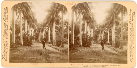 Stereo Photo Honolulu Hawaii USA, Queen's Hospital Grounds, Avenue of Royal Palms