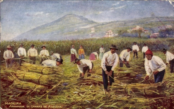 Madeira Island, Portugal: Farmers harvest sugar cane