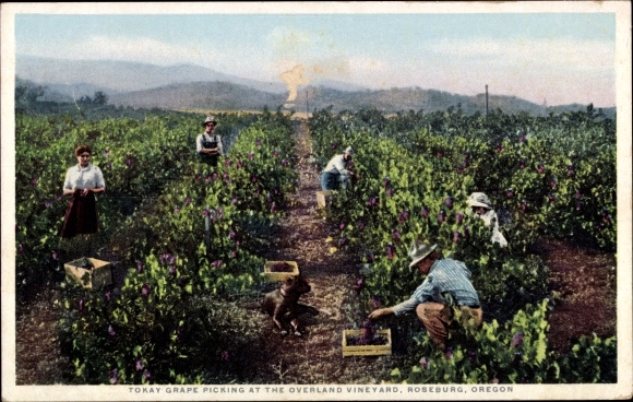 PC Roseburg Oregon USA, Tokay vintage, Overland Vineyard