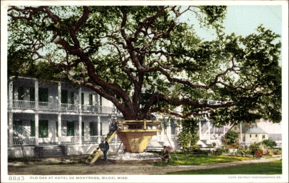 PC Biloxi Mississippi USA, Old Oak, Hotel de Montross
