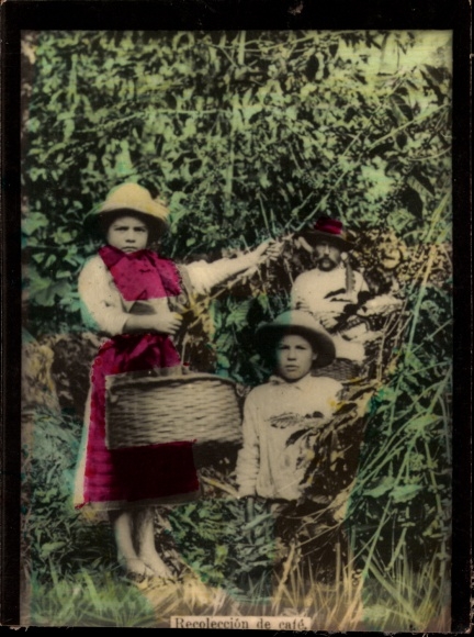 Photo Costa Rica, Coffee collection