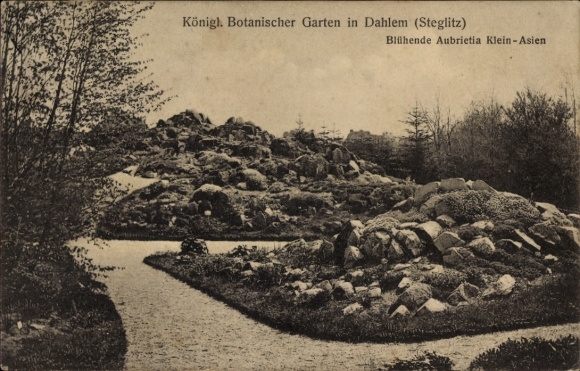 Postcard Berlin Zehlendorf Dahlem, Botanical Garden, Flowering Aubrieta Minor Asia