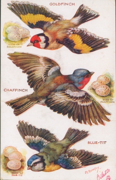 Puzzle Artist Postcard Bowley, M., Birds, Goldfinch, Chaffinch, Bluetit