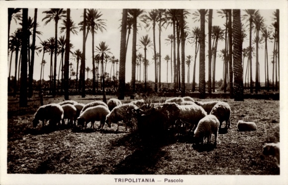 Postcard Tripoli Tripoli Libya, sheep, palm trees